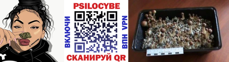 Купить  Короча  Псилоцибиновые грибы ЛСД 